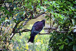 Kereru photo