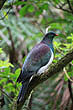 Kereru photo