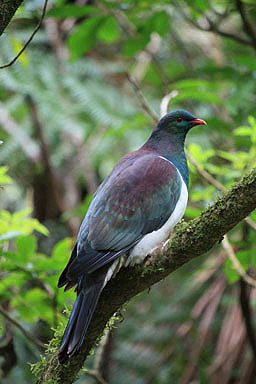 Kereru photo