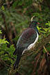 Kereru photo