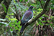 Kereru photo