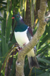 Kereru photo