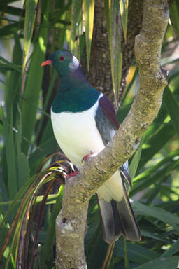 Perched kereru photo