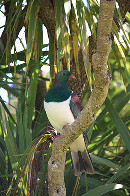 Portrait of a kereru photo