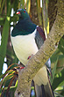 Kereru photo