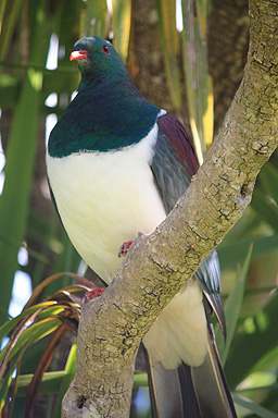 Kereru Color & Markings photo