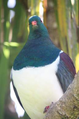 Close Up View of the kererū photo