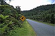 Brown Kiwi photo