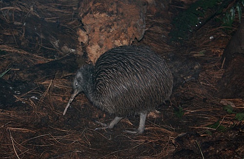 North Island Brown Kiwi photo