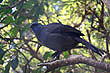 Kokako photo