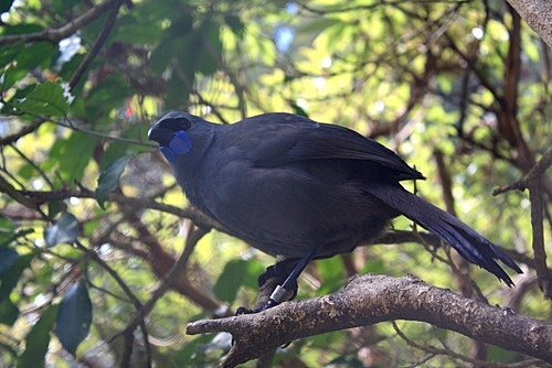 Kokako photo