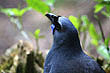 Kokako photo