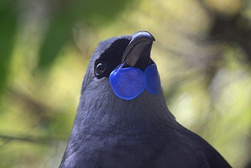 New Zealand Kokako photos