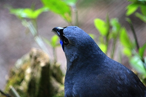 Kokako photo