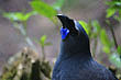 Kokako photo