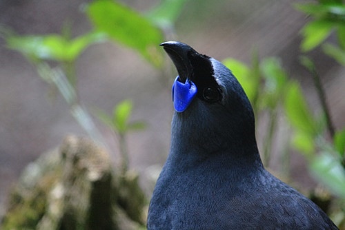 Kokako photo