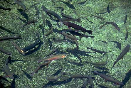 Rainbow Trout photo