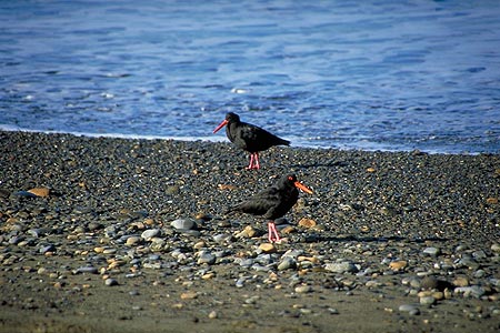 Oystercatchers photo