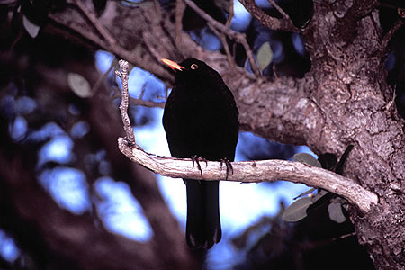 Blackbird photo