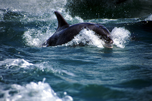 Dolphin photo