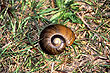 Giant Snail photo