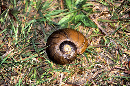 Giant Land Snail - Kauri Snail photo