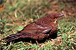 Female Blackbird photo