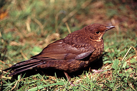Female Blackbird photo