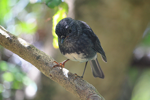 Robin on Kapiti Island photo