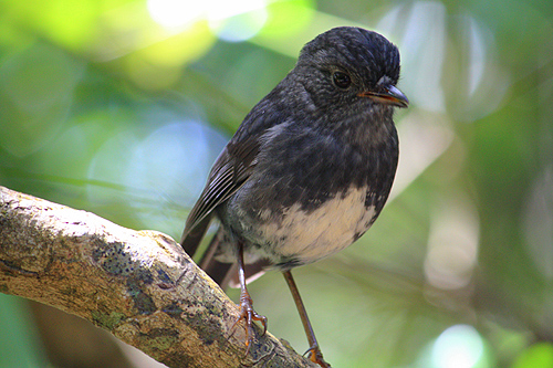 North Island Robin photo