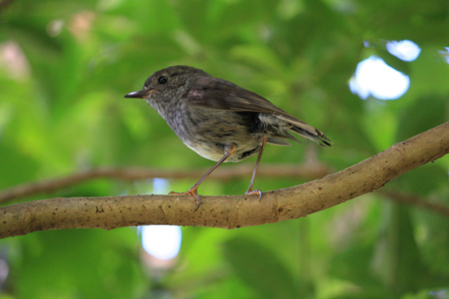 Robin and Rainforest photo