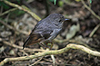 North Island Robin photo