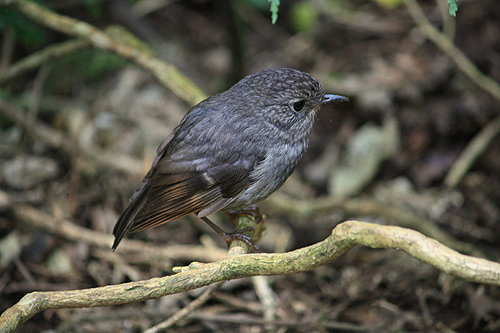 Robin on Forest Floor photo