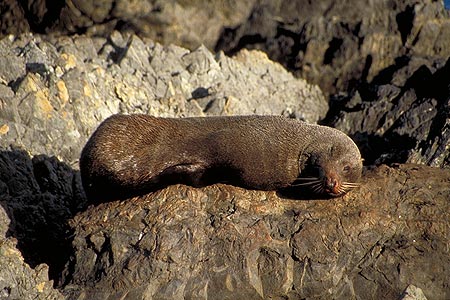 Seal photo