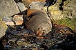 Seals photo