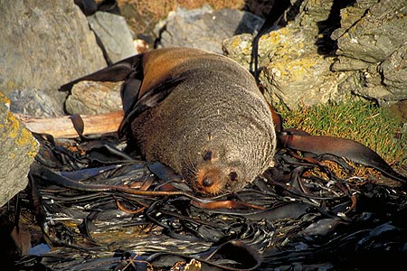 New Zealand Seals photos