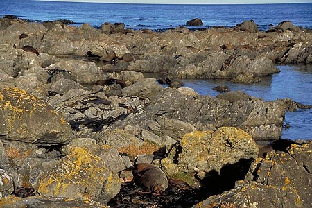 Seal Colony photo