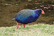 Takahe photo