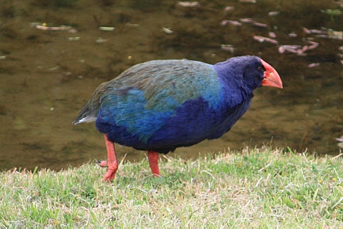 Takahe photo