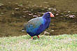 Takahe photo