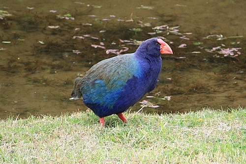 Takahe photo