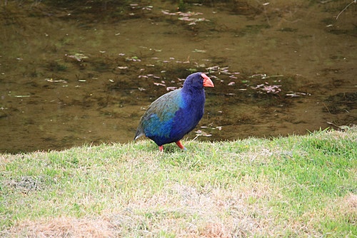 Takahe photo