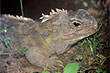 Tuatara photo