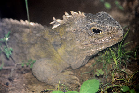 Tuatara photo