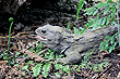 Tuatara photo