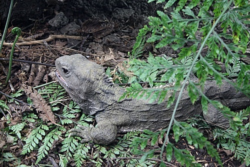 Tuatara photo