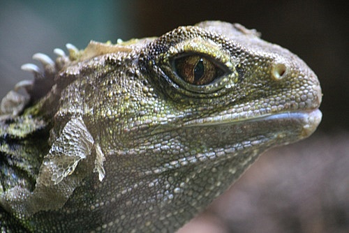 Tuatara Face photo