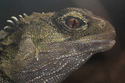 Tuatara Face photo