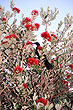 Pohutukawa & Tui photo