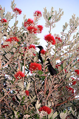 Tui & Pohotukawa photo